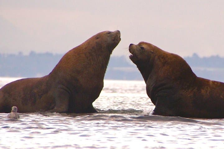 Cypress Island Kayak Camping: 2-Day Guided Trip From Anacortes photo 4