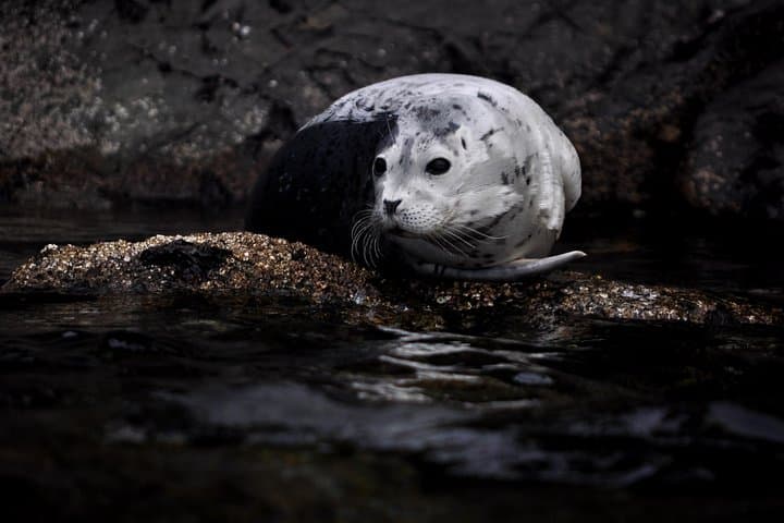 Cypress Island Kayak Camping: 2-Day Guided Trip From Anacortes photo 5
