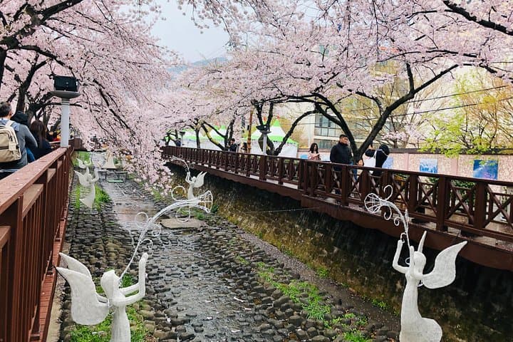 Experience Korea's Spring Splendor: Jinhae Cherry Blossom & Busan Sunrise Adventure photo 3