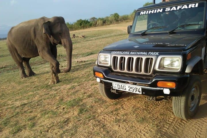 Udawalawe Private Safari — 3-Hour Elephant Encounters & Birding photo 4