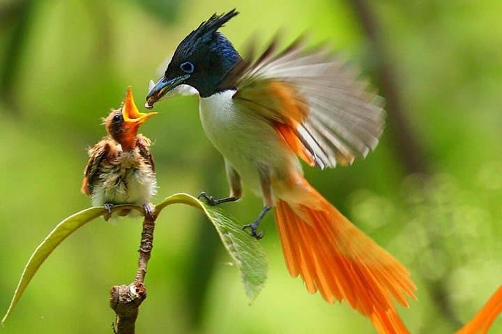 10-Day Sri Lanka Bird Watching Tour — Sinharaja, Bundala & Kithulgala