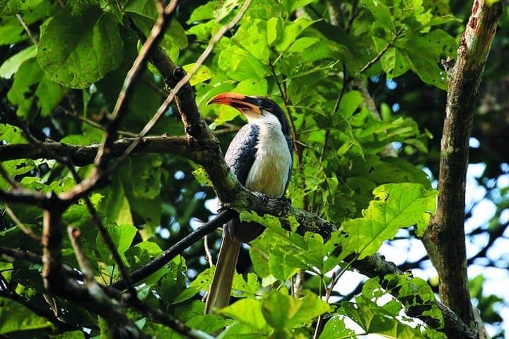 10-Day Sri Lanka Bird Watching Tour — Sinharaja, Bundala & Kithulgala photo 2