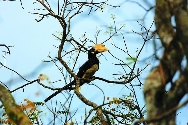 10-Day Sri Lanka Bird Watching Tour — Sinharaja, Bundala & Kithulgala photo 3