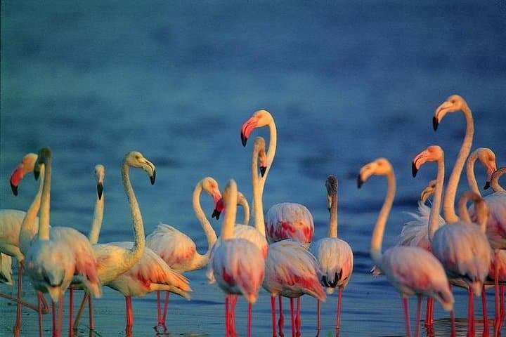 10-Day Sri Lanka Bird Watching Tour — Sinharaja, Bundala & Kithulgala photo 4