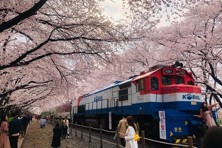Experience Korea's Spring Splendor: Jinhae Cherry Blossom & Busan Sunrise Adventure