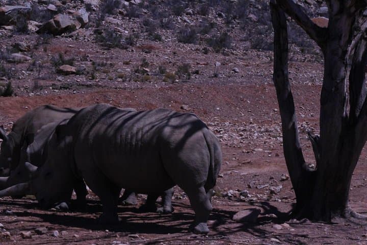 Aquila Game Drive: Big Five Day Safari from Cape Town photo 2