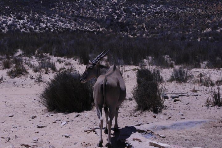 Aquila Game Drive: Big Five Day Safari from Cape Town photo 4
