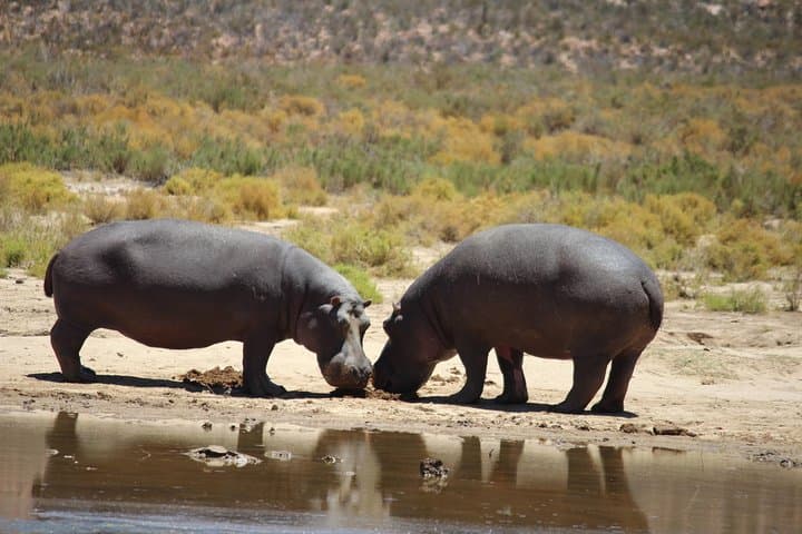 Aquila Game Drive: Big Five Day Safari from Cape Town photo 5