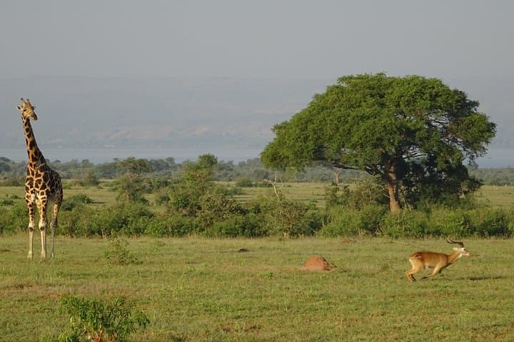 3-Day Murchison Falls Safari: Nile Boat Cruise, Game Drives & Ziwa Rhino Trek