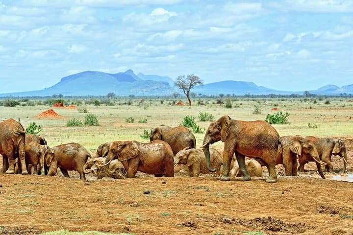 4-Day Tsavo to Amboseli Safari with Kilimanjaro Views photo 4