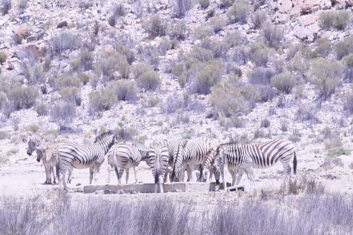 Aquila Game Drive: Big Five Day Safari from Cape Town photo 6