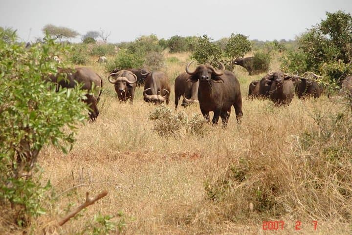 4-Day Tsavo to Amboseli Safari with Kilimanjaro Views photo 6