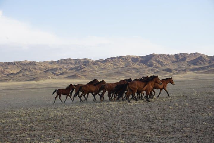 3-Day Golden Circle from Almaty: Altyn-Emel, Charyn Canyon, Kaindy & Kolsai photo 4