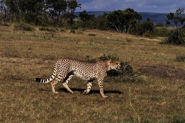 9-Day Kenya Safari: Tsavo, Amboseli & Maasai Mara with Local DALA Guides photo 3