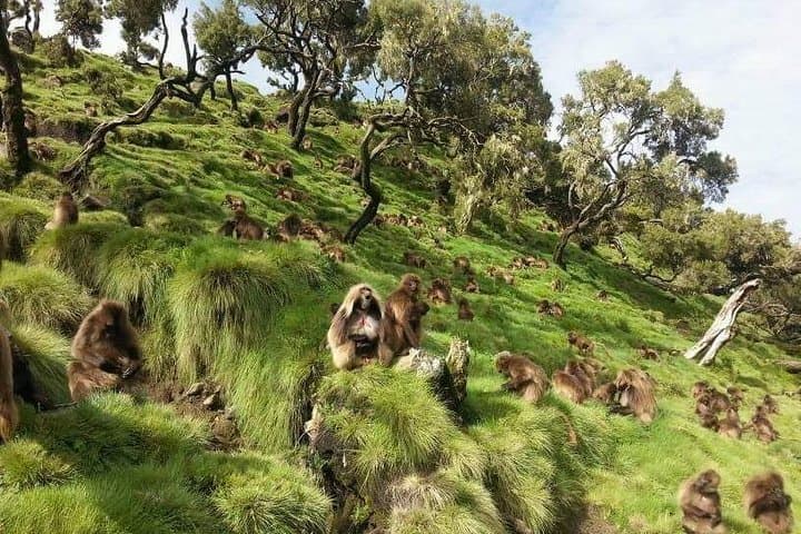 Simien Mountains 3-Day Camp & Trek: Sankabar to Chennek & Mount Bwahit photo 4