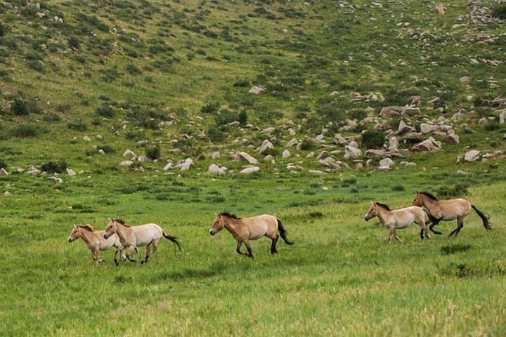 Khustai National Park Day Tour: See Przewalski’s Wild Horses Near Ulaanbaatar