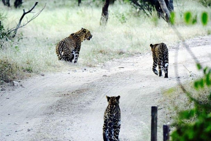Jhalana Leopard Safari: 4x4 Jeep Wildlife Tour with Jaipur Transfers photo 3