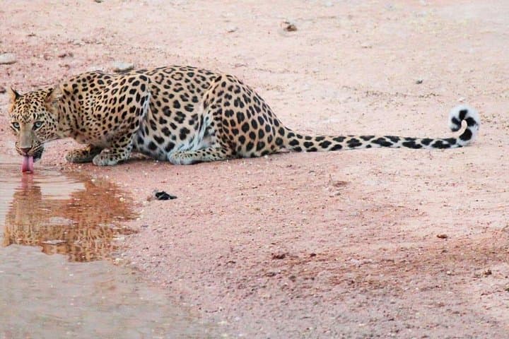 Jhalana Leopard Safari: 4x4 Jeep Wildlife Tour with Jaipur Transfers photo 4