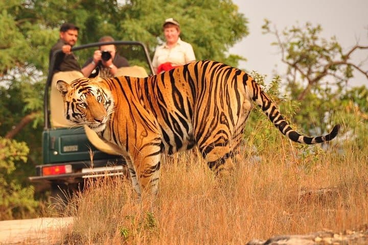 One-Way Transfer from Agra to Jaipur with Ranthambore Tiger Safari photo 2