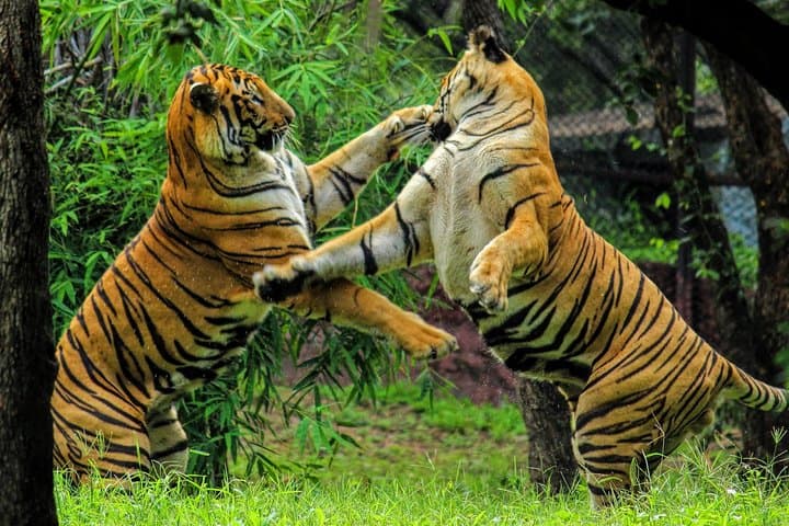One-Way Transfer from Agra to Jaipur with Ranthambore Tiger Safari photo 5