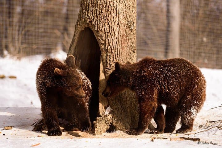 Libearty Bear Sanctuary and Bran Castle Day Trip — Zarnesti & Bran photo 5