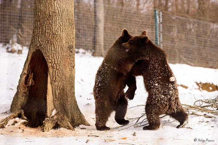 Libearty Bear Sanctuary and Bran Castle Day Trip — Zarnesti & Bran photo 6