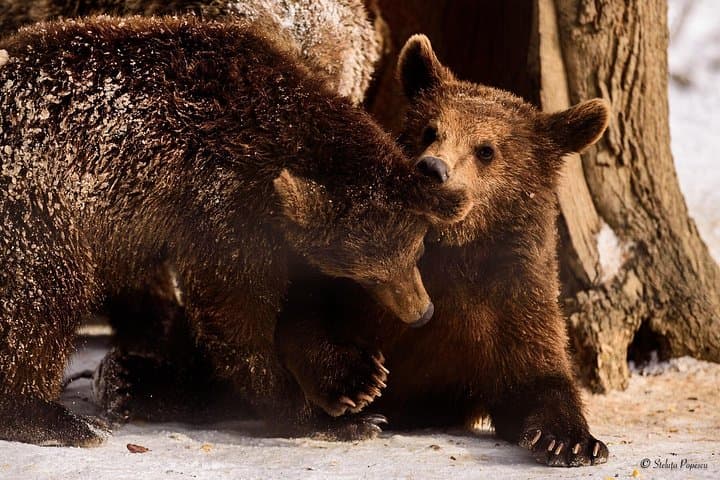 Bear Sanctuary and Medieval Brasov: Full-Day Wildlife & City Tour from Bucharest