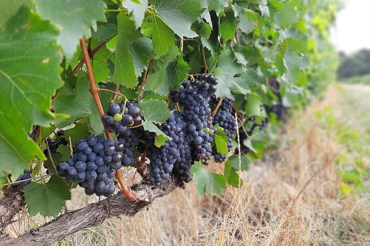 Private Winelands Tour: Stellenbosch, Franschhoek & Paarl Wine-Tasting Day Trip photo 4