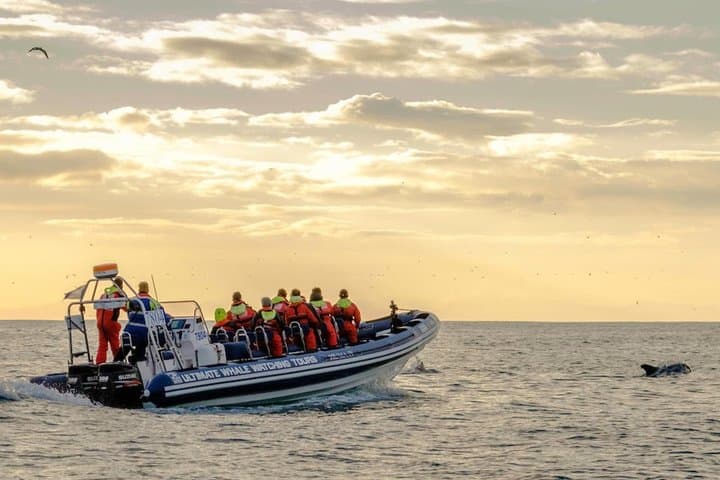 Midnight Sun Whale Watching from Reykjavík: Small-Group RIB Safari & Puffin Viewing