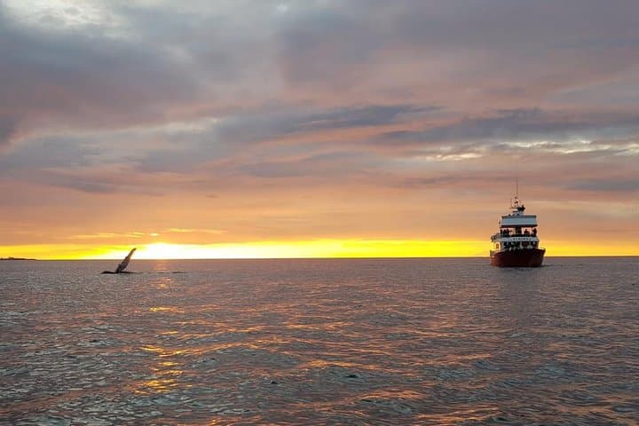 Midnight Sun Whale Watching from Reykjavík: Small-Group RIB Safari & Puffin Viewing photo 2