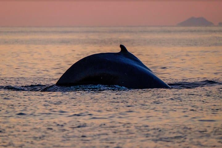 Midnight Sun Whale Watching from Reykjavík: Small-Group RIB Safari & Puffin Viewing photo 3