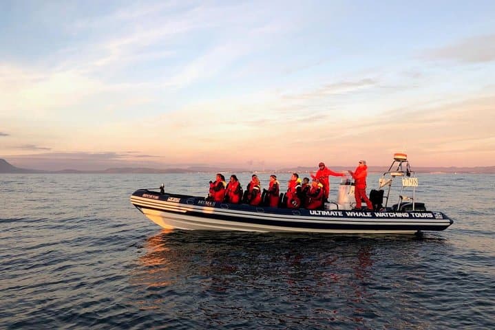 Midnight Sun Whale Watching from Reykjavík: Small-Group RIB Safari & Puffin Viewing photo 4