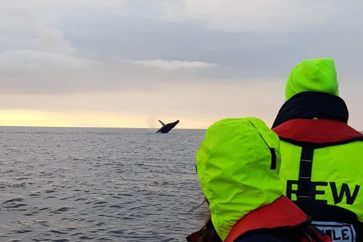Midnight Sun Whale Watching from Reykjavík: Small-Group RIB Safari & Puffin Viewing photo 5
