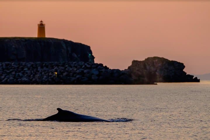 Midnight Sun Whale Watching from Reykjavík: Small-Group RIB Safari & Puffin Viewing photo 6