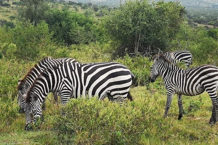2-Day Mikumi Safari from Dar es Salaam or Zanzibar — Wildlife, Logistics & What to Expect