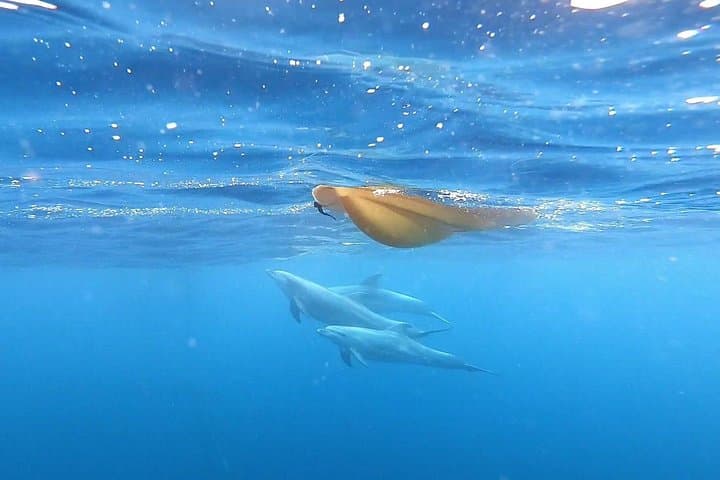 Sunset Kayak Tour in Los Cristianos — Dolphins, Palmar Cave & Guaza Cliffs photo 6