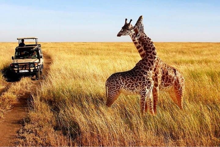 7-Day Serengeti Wildebeest Migration Safari: Arusha to Ngorongoro photo 4