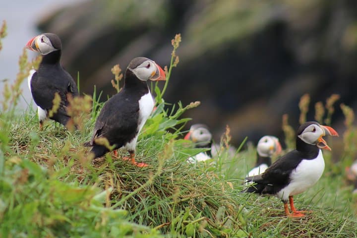 Reykjavik Whale and Puffin Watching Combo — Old Harbour Boat Tours photo 2
