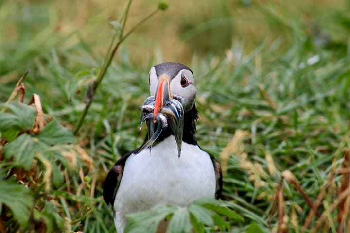 Reykjavik Whale and Puffin Watching Combo — Old Harbour Boat Tours photo 5