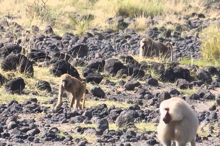 Awash National Park: 2-Day Wildlife Safari from Addis Ababa photo 2
