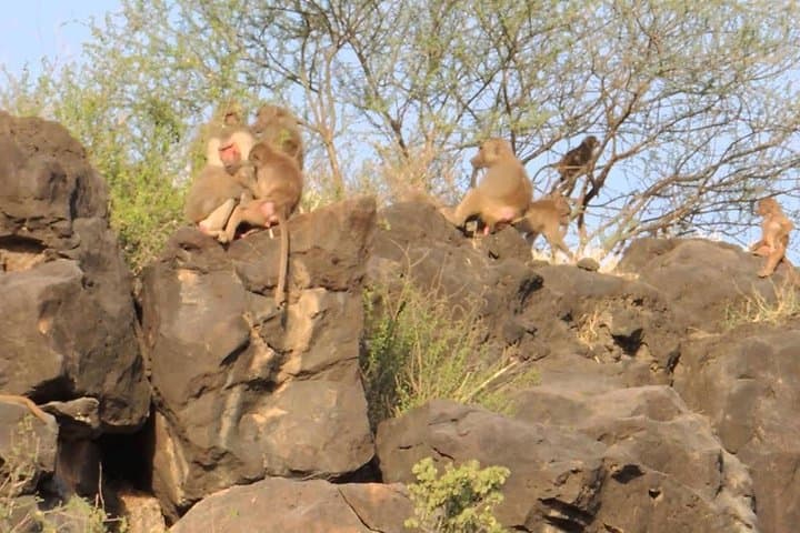 Awash National Park: 2-Day Wildlife Safari from Addis Ababa photo 5