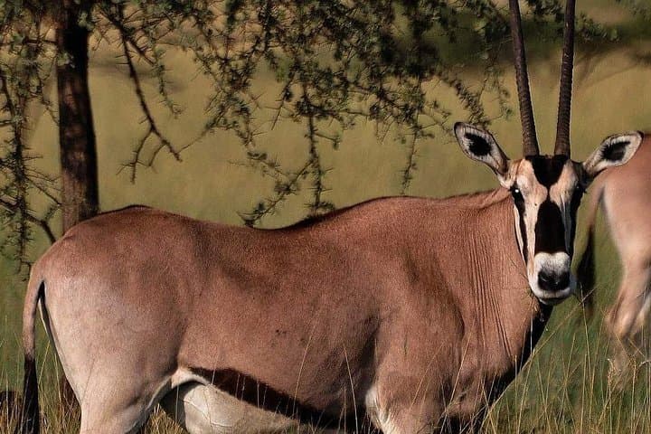 Awash National Park: 2-Day Wildlife Safari from Addis Ababa photo 6