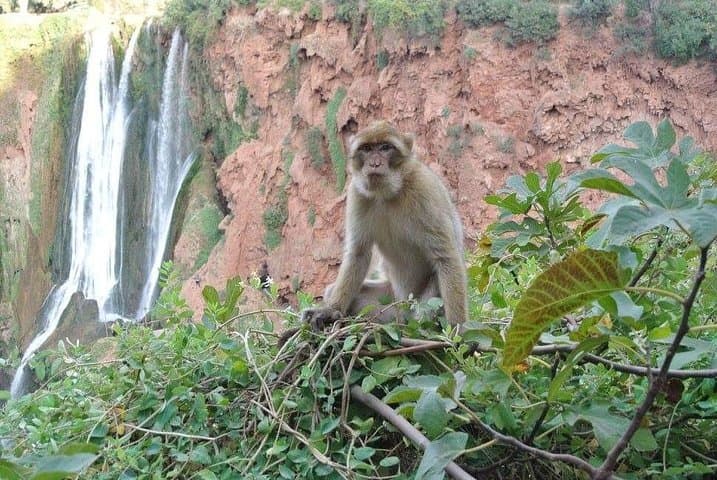 Ouzoud Waterfalls Day Trip from Marrakech — Hike, Monkeys & Tagine by the Falls photo 3