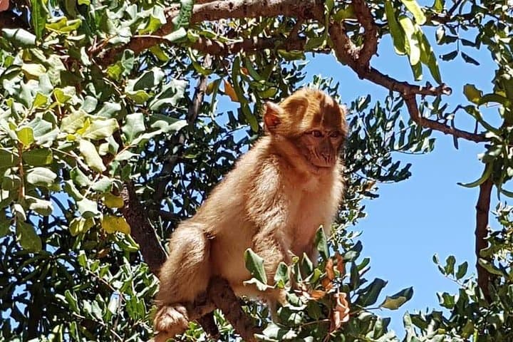 Ouzoud Waterfalls Day Trip from Marrakech — Hike, Monkeys & Tagine by the Falls photo 4