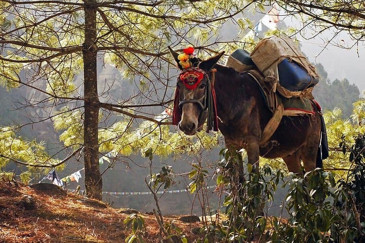 Everest View Trek: 8-Day Lukla to Namche Trekking Adventure photo 3