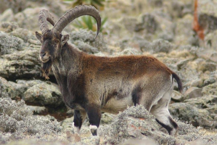 3-Day Simien Mountains Trek: Sankabar, Geech & Imet Gogo Views photo 6