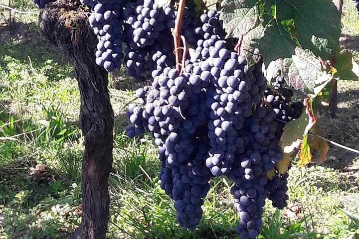 Private Half-Day Saint-Émilion Wine Tour with a Local Sommelier photo 3
