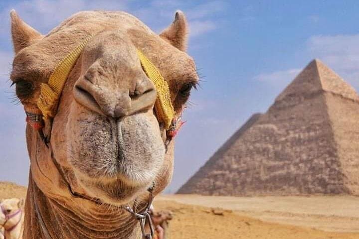 Sunset Camel & Horse Ride at the Great Pyramids with BBQ Dinner photo 3