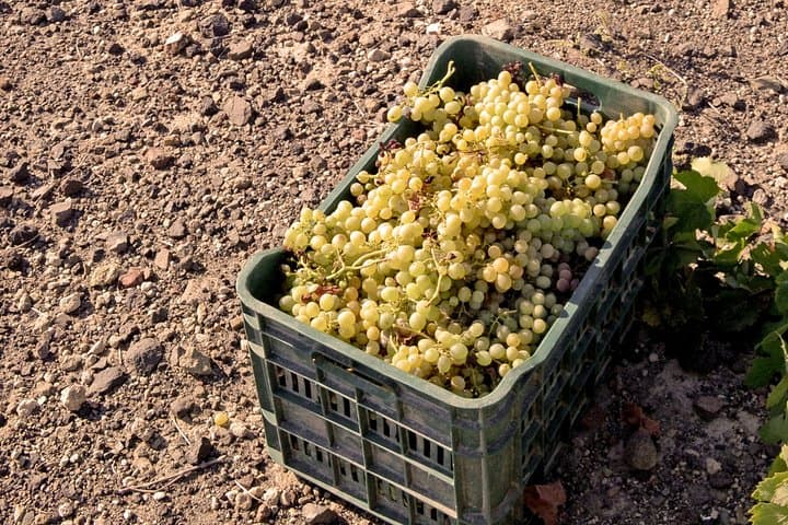 Santorini Private Wine Tour: Caldera Wineries & Volcano Wines photo 4