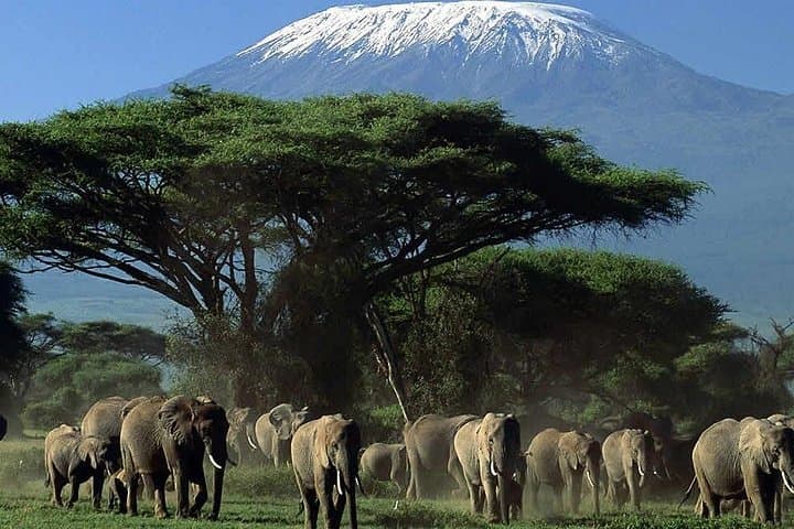 3-Day Amboseli Safari: Kilimanjaro Views & Classic East African Game Drives photo 2